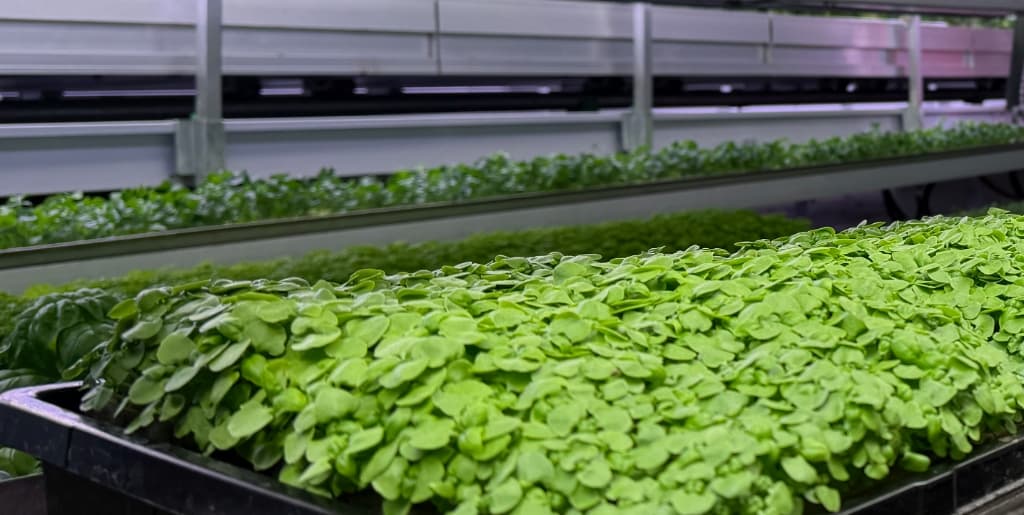Close-up view of vibrant green canopy in cultivation trays