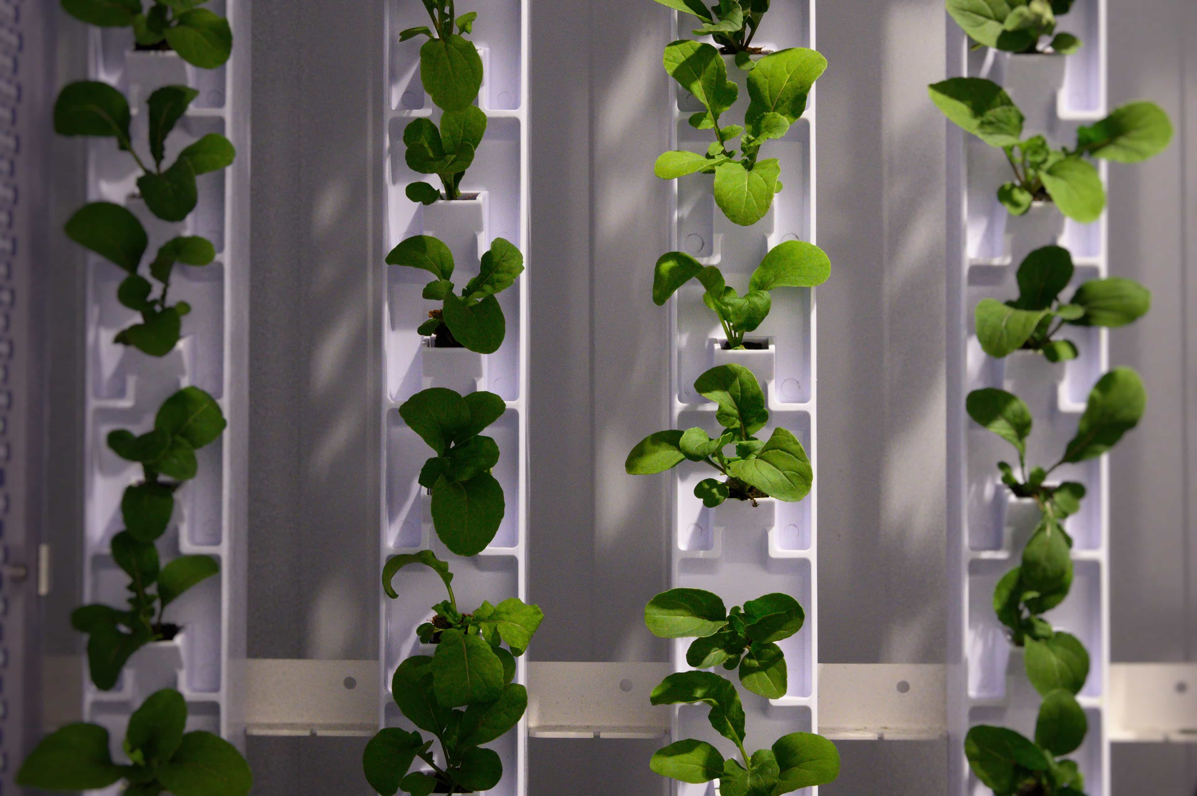 Indoor Farming