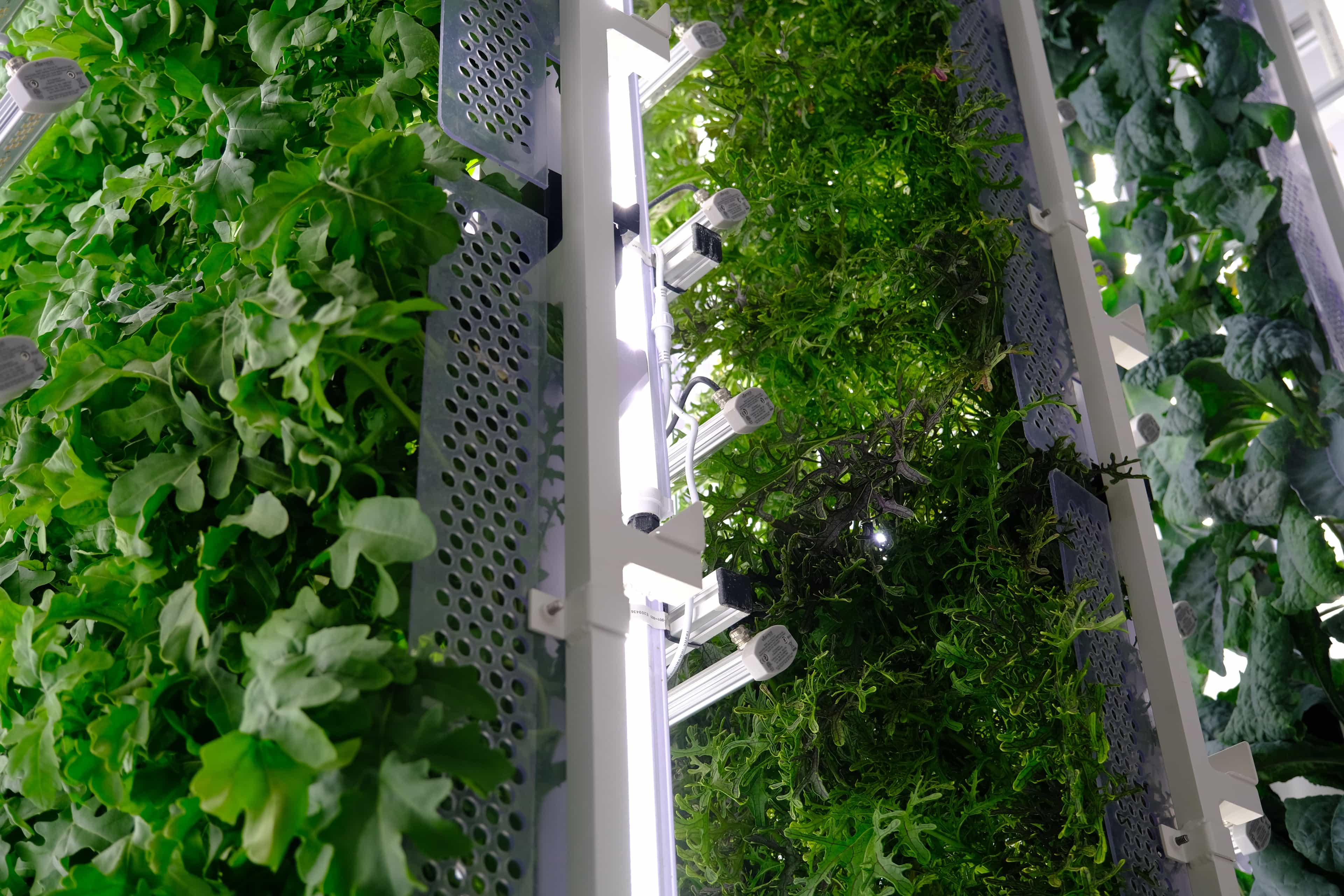 Indoor Farming